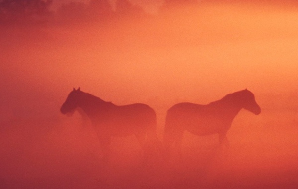 Лошадь жеребенок