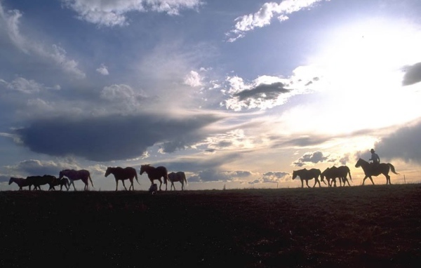 Лошади на природе