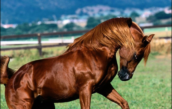 Сильный коричневый конь