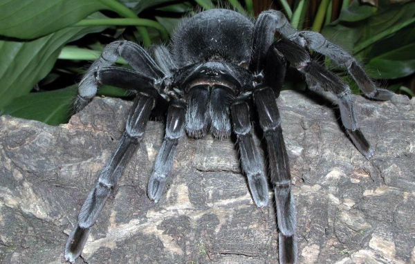 Черный паук