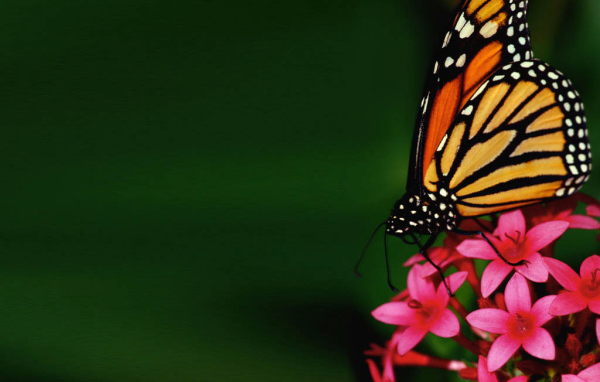 Бабочка на цветке