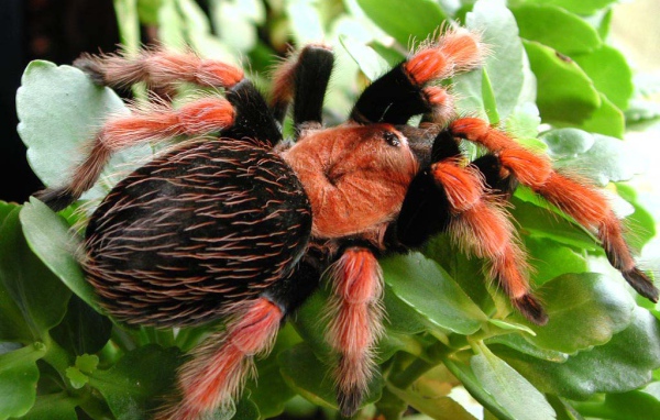 Ядовитый паук