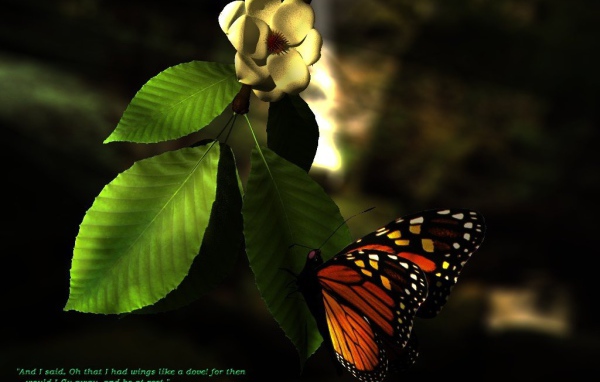 Лето бабочка