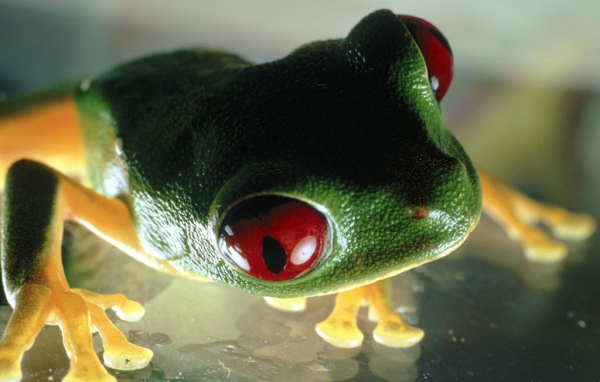 Лягушка Самая ядовитая лягушка