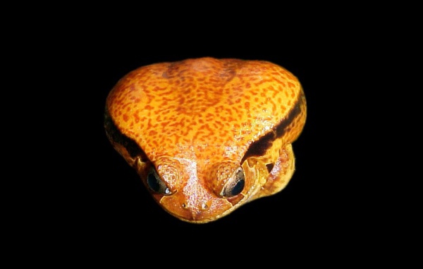 Ядовитая лягушка