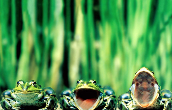 Три лягушки