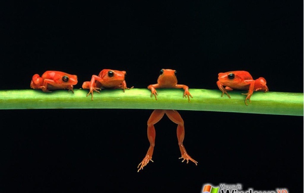 Лесные лягушки