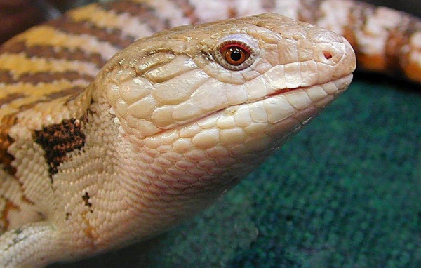 Ядовитая змея