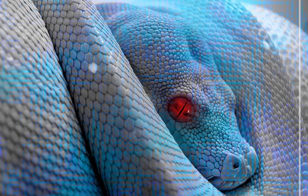 Голубой питон