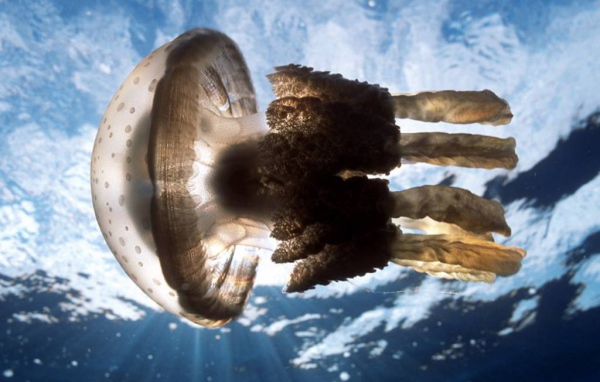 Огромная медуза
