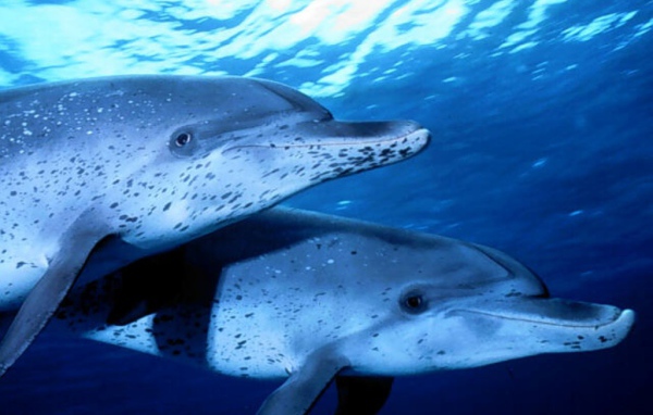 Два дельфина