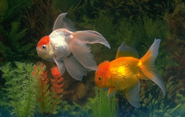 Золотые рыбки
