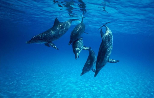 Дельфинчики