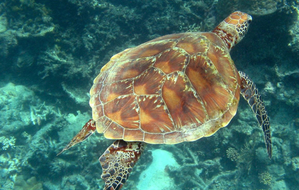 Морская черепаха