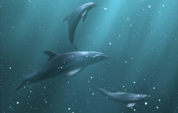 Дельфины под водой
