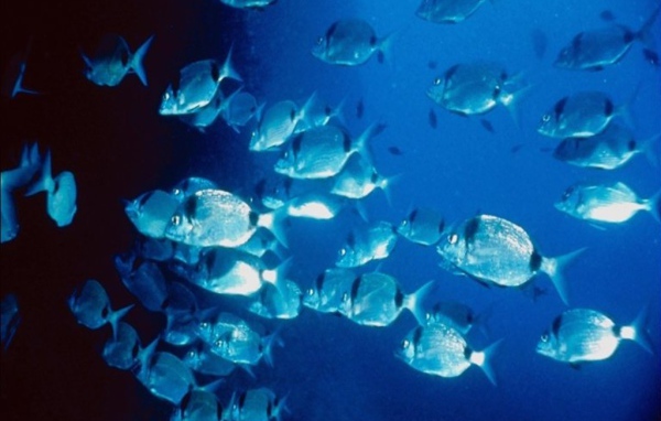 Морские жители