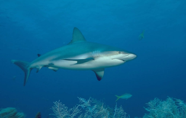 Акула хищная рыба