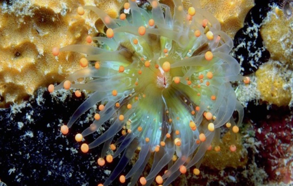 Морское животное