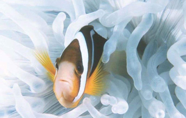 Морская рыбка