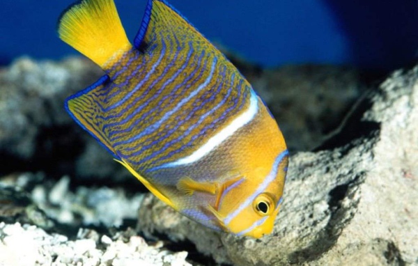 Рыба в полоску