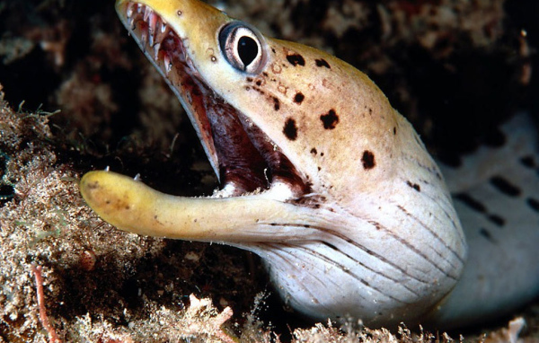 Морской змей