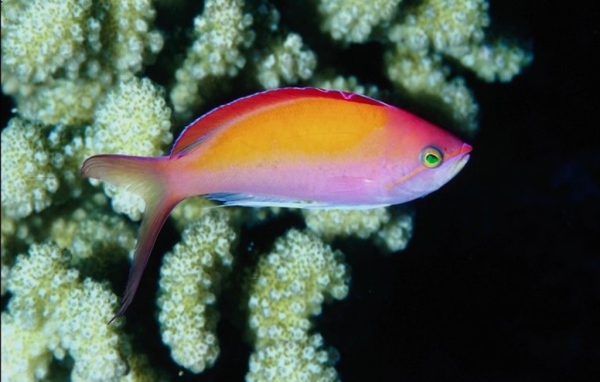 Жители моря