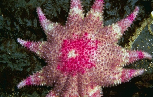 Морская звезда