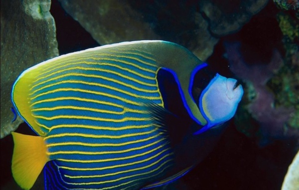 Рыба попугай