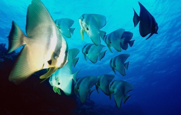 Жители морей и океанов