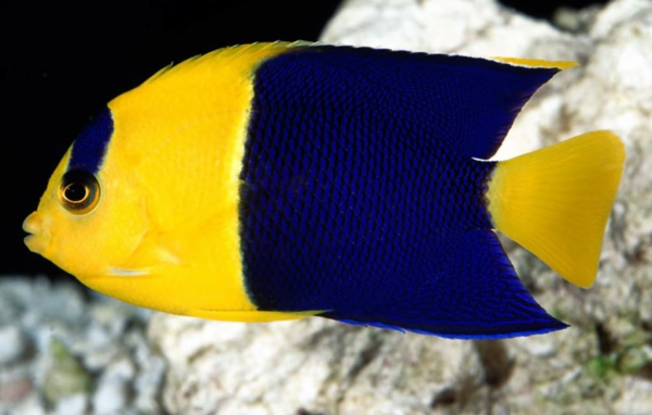 Жёлтая рыбка