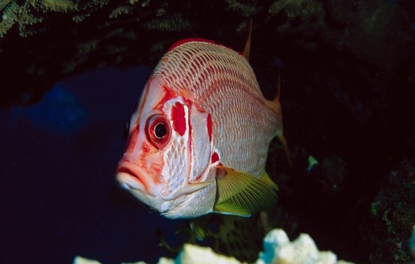 Рыба с красными полосками