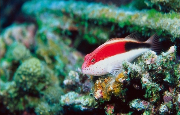 Красно-белая рыбка