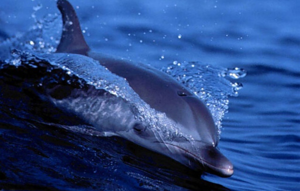 Дельфин