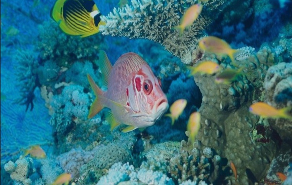 Экзотические морские рыбки