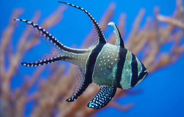 Колючая рыба