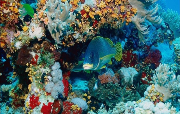 Морской микро мир