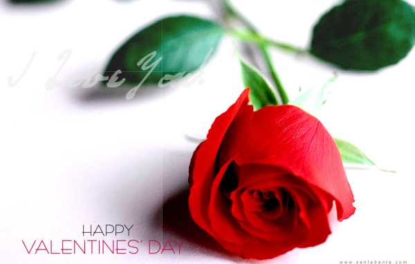 Роза в подарок на День святого Валентина