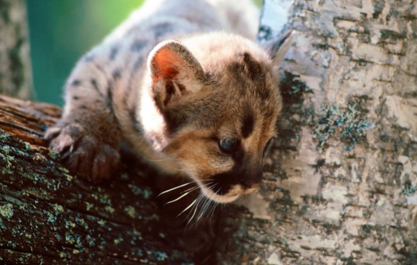 Серый кот на дереве