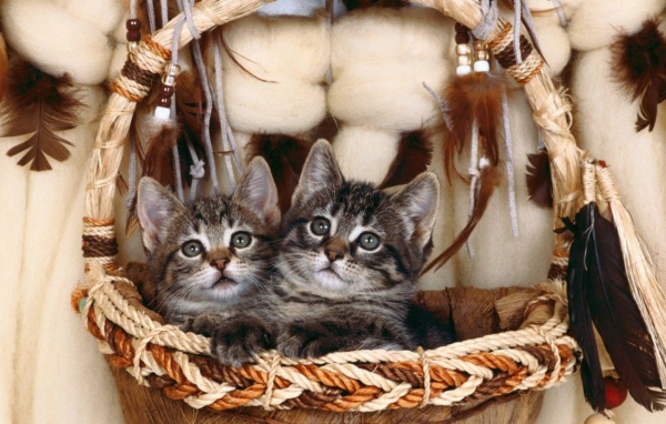 Котята в корзинке