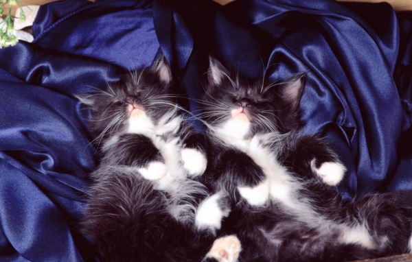 Два тёмных кота