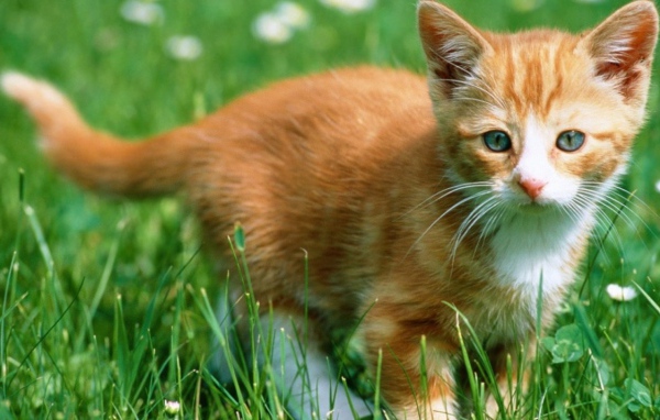 Рыжий бестыжий кот