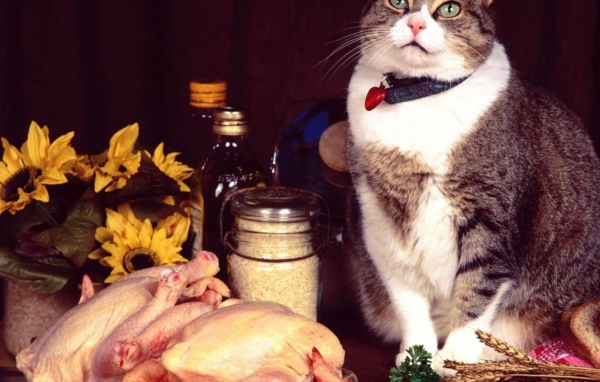 Кошка и еда