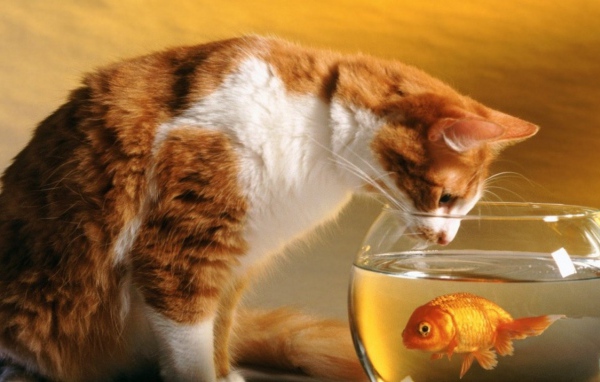 Кот и рыбка