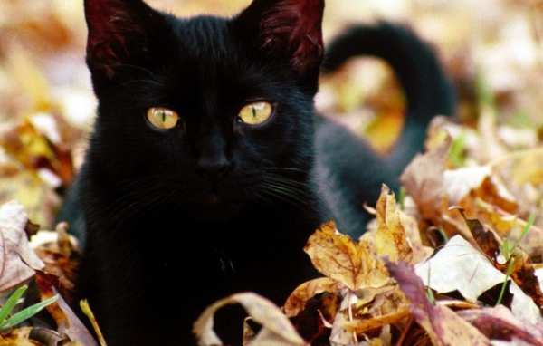 Черный кот в листьях