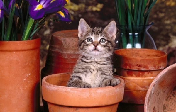 Котик в горшке