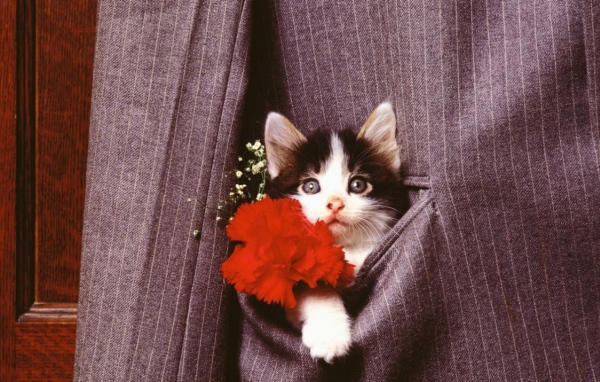 Кошка в кармане