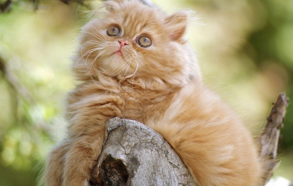 Рыжий задумчивый кот