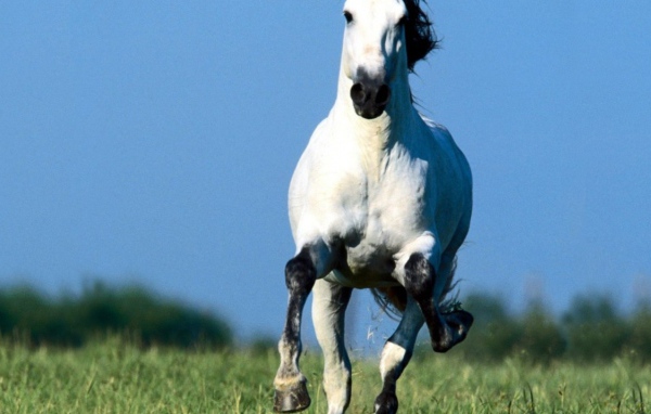 Белая лошадка