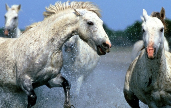 Лошадиные бега