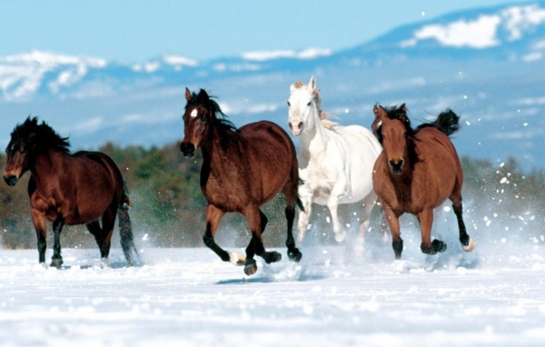 Лошади на снегу